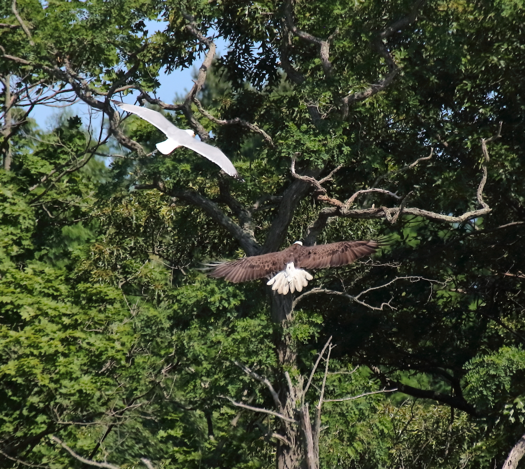 2018 06 26 HTP 31139